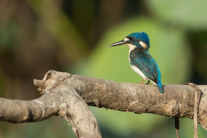 1 Day Corroboree Billabong Wetland Experience including 2.5 hour cruise + lunch - Key points before you book