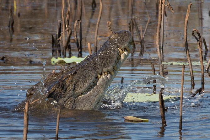 1 Day Corroboree Billabong Wetland Experience including 2.5 hour cruise + lunch - The 2.5-hour cruise is the heart of the day