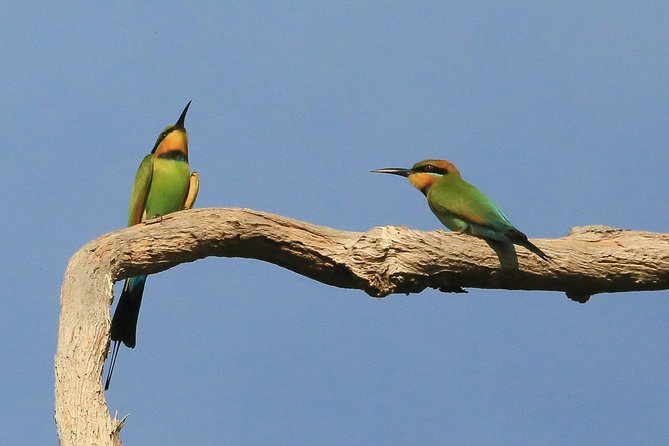 1 Day Corroboree Billabong Wetland Experience including 2.5 hour cruise + lunch - Birdlife is not just a bonus