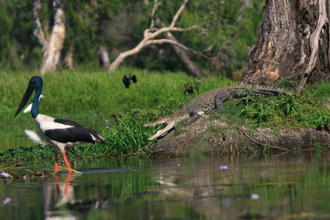 1 Day Corroboree Billabong Wetland Experience including 2.5 hour cruise + lunch - The guides are a major part of the value
