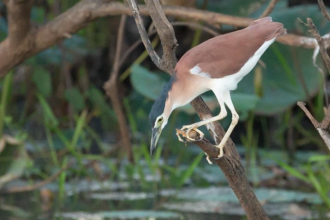 1 Day Corroboree Billabong Wetland Experience including 2.5 hour cruise + lunch - Transport and timing: easy, but it is a full day