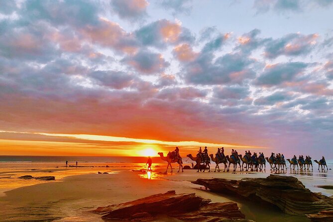 1 Hour Broome Sunset Camel Tour - Feeding your camel after the ride