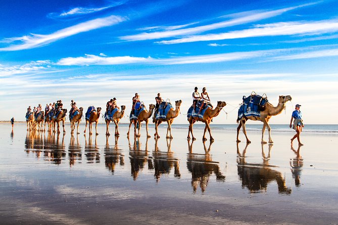 1 Hour Broome Sunset Camel Tour - Meeting the camels beside Cable Beach