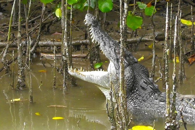 1-Hour Daintree River wildlife cruise - Key things to know before you go