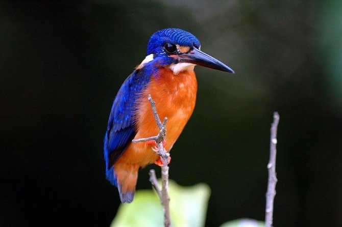 1-Hour Daintree River wildlife cruise - Guides who make the ride more than a crocodile count