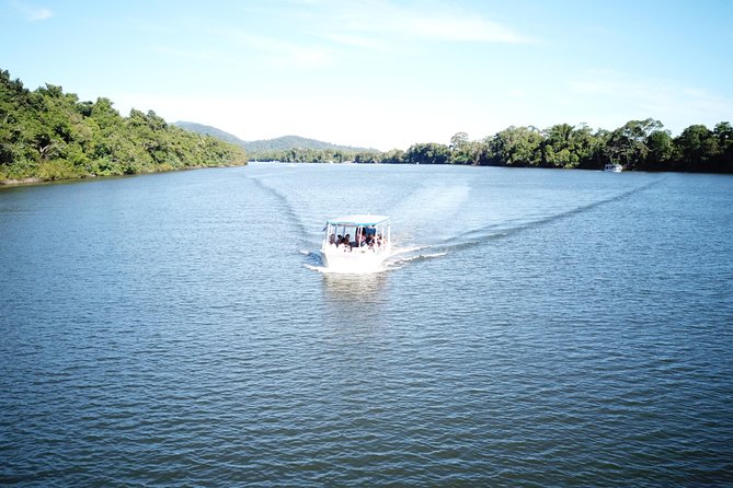 1-Hour Daintree River wildlife cruise - Choosing morning, lunch, or afternoon