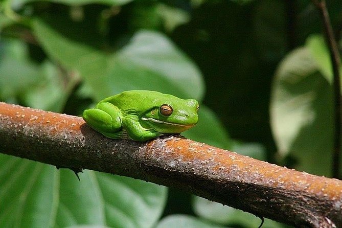 1-Hour Daintree River wildlife cruise - Who will enjoy this cruise most?