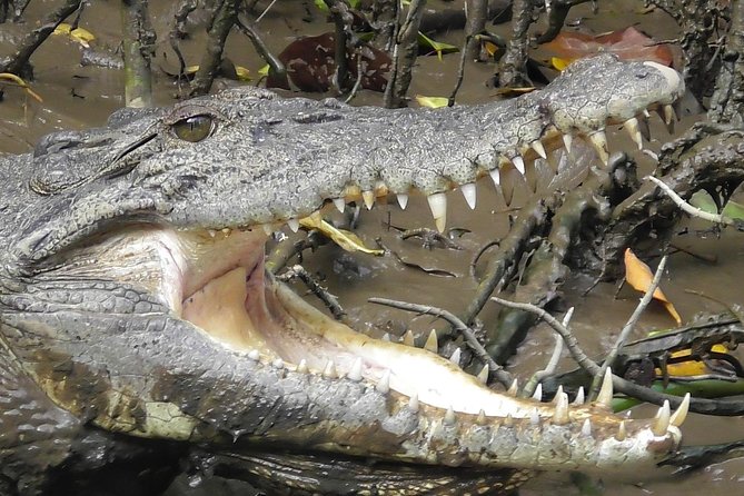1-Hour Daintree River wildlife cruise - Practical details that make the day easier