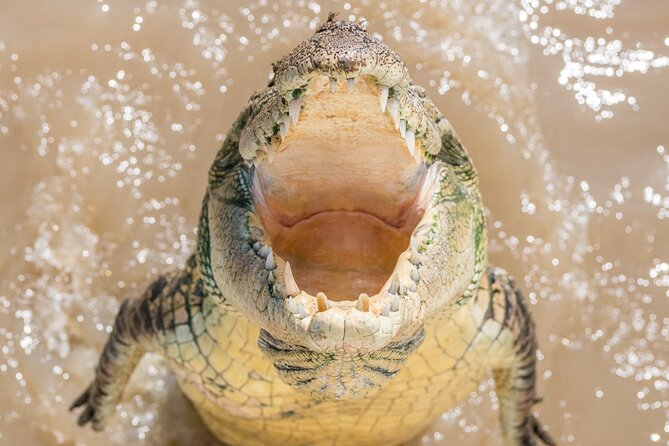1 Hour Jumping Crocodile Cruise on the Adelaide River - What you learn about crocodiles and the river