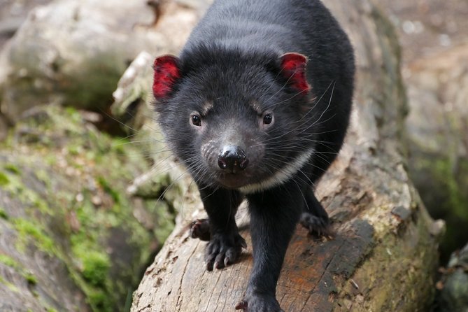 1-Hour Tasmanian Devil Feeding Day Tour at Cradle Mountain - Key points to know before you book