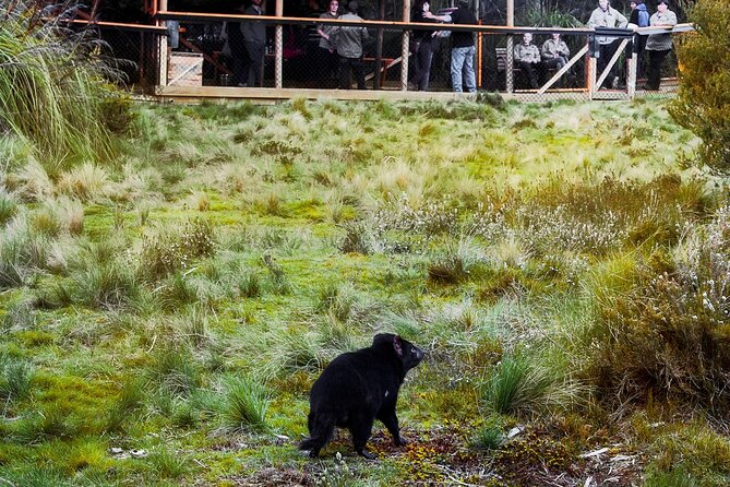 1-Hour Tasmanian Devil Feeding Day Tour at Cradle Mountain - What the experience is like in wet weather