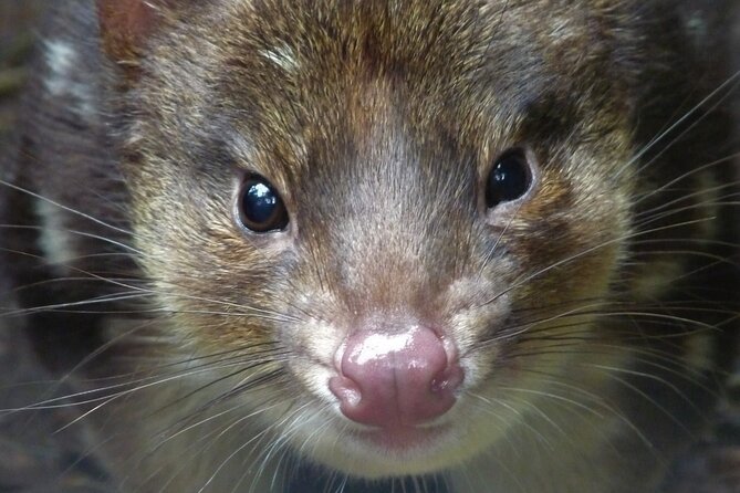 1-Hour Tasmanian Devil Feeding Day Tour at Cradle Mountain - Price, group size, and practical value