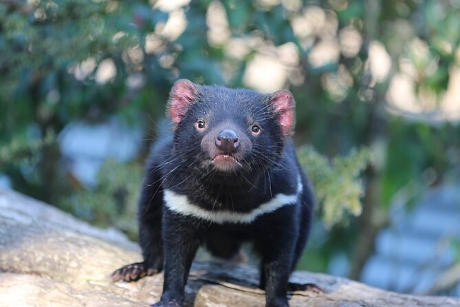 1-Hour Tasmanian Devil Feeding Day Tour at Cradle Mountain - The one-hour tour at Devils@Cradle