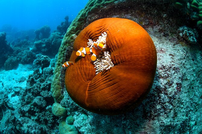 2 Day Great Barrier Reef, Daintree Rainforest & Cape Tribulation - Cape Tribulation, where forest meets reef