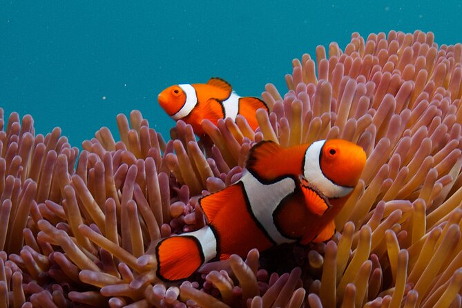 2-Day Snorkelling Experience - Great Barrier Reef Twin Share - Sharks in the Dark and the reef after sunset