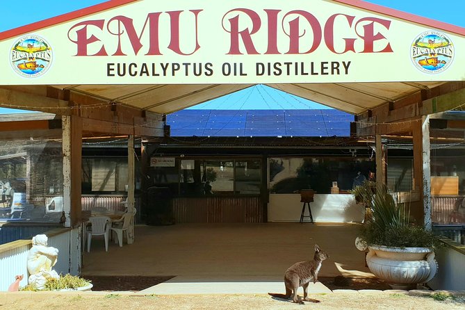 2 day Ultimate Kangaroo Island with return ferry - Day two starts with South Australia’s free-flight raptor show