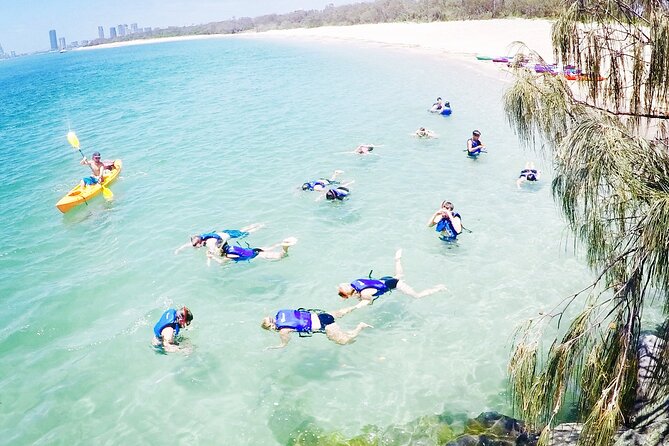 2-Hour Dolphin Kayak & Snorkel Tour on the Broadwater - Wavebreak Island and the beach snorkeling stop