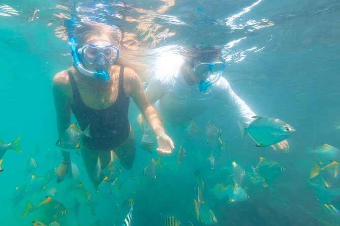2-Hour Dolphin Kayak & Snorkel Tour on the Broadwater - Wildlife watching without false promises
