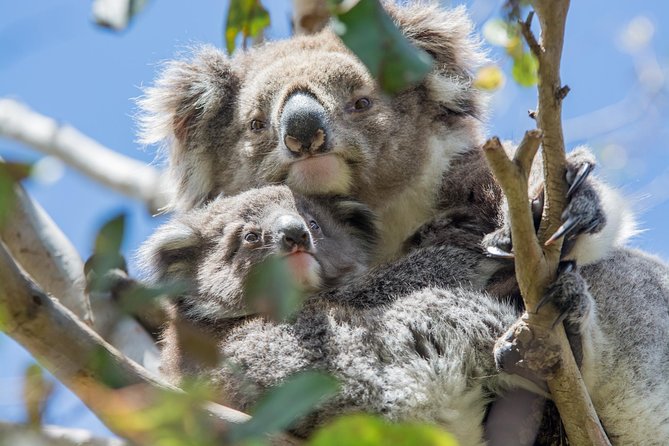 3-Day Adelaide to Melbourne Small-Group Grampian Great Ocean Road - Should you book it?