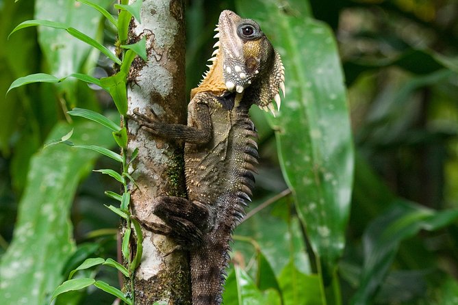 3-Day Best of Cairns Combo: The Daintree Rainforest, Great Barrier Reef, and Kuranda - Transfers, timing, and the details that matter