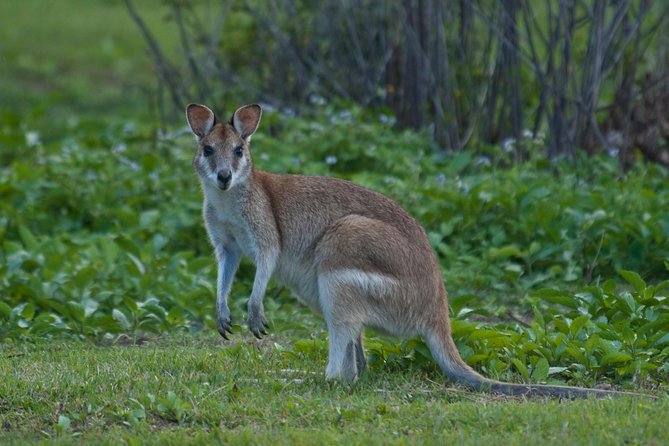 3-Day Best of Cairns Combo: The Daintree Rainforest, Great Barrier Reef, and Kuranda - FAQ