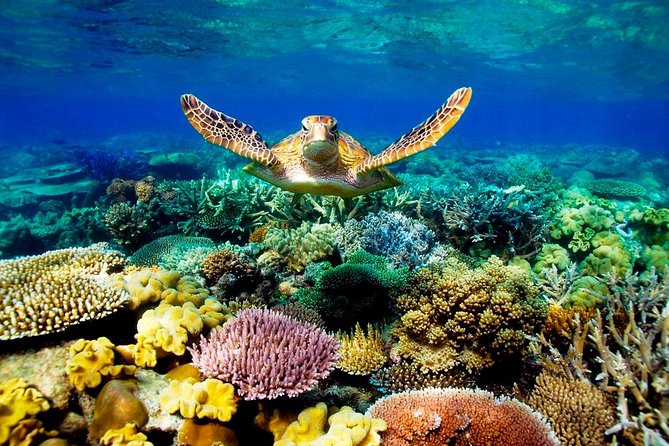 3-Day Best of Cairns Combo: The Daintree Rainforest, Great Barrier Reef, and Kuranda - Day two: two reef sites and an introductory scuba session