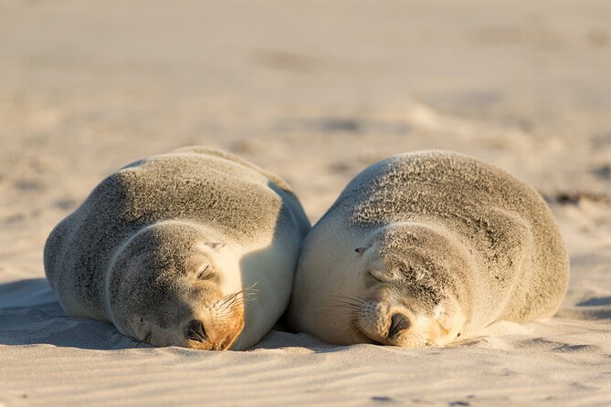 3-Day Kangaroo Island Adventure Tour - Key points before you book