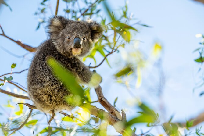 3-Day Kangaroo Island Adventure Tour - Cape Willoughby and the final morning