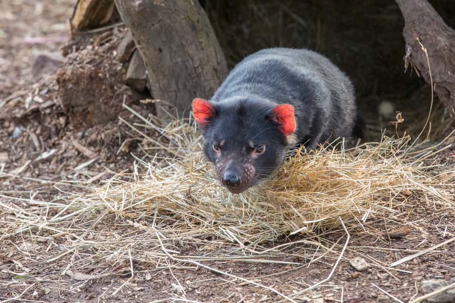 3D Tasmanian Highlights: Hobart, Port Arthur & Bruny Island - Who should book this Tasmania tour?