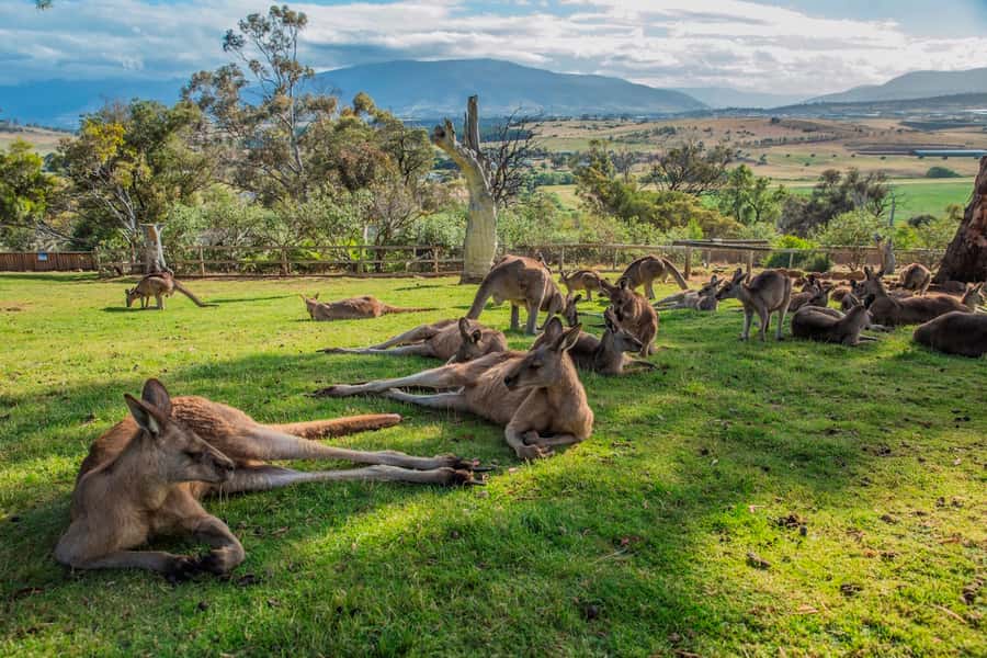 3D Tasmanian Highlights: Hobart, Port Arthur & Bruny Island - Should you book the three-day highlights tour?