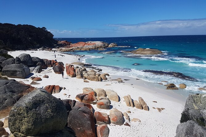 4 Day Wild Tasmania Tour / Wildlife, Nature, Hiking / Inc. Accom - Day 1: Russell Falls and Tasmania’s wild west