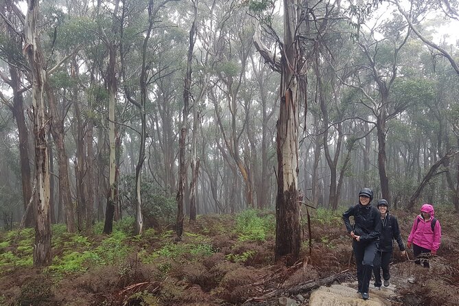 4 Day Wild Tasmania Tour / Wildlife, Nature, Hiking / Inc. Accom - Wildlife: good chances, no guarantees