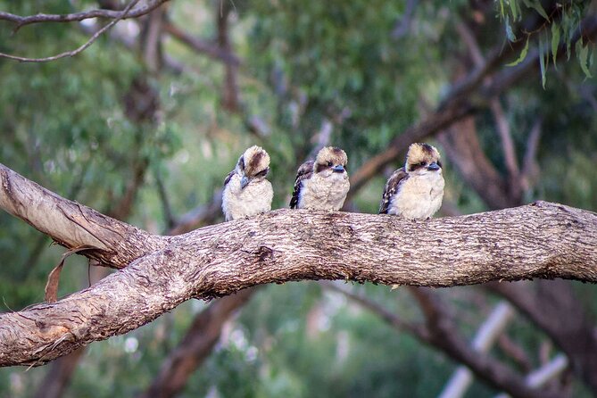 4 Night Murray River Explorer - PS Emmylou - Day 4: A full day of cruising toward Layfield Lane