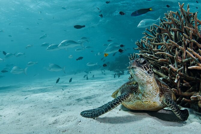 5 Night Ningaloo Reef Ningaloo Escape from Coral Bay - Why a liveaboard is the right way to see Ningaloo Reef