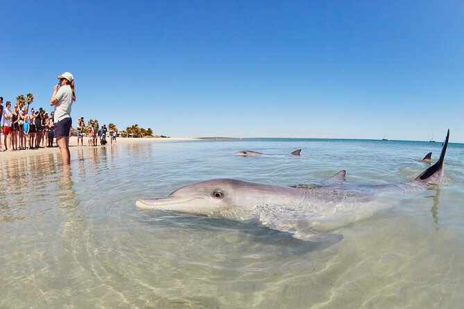 6-Day Coral Coaster from Perth to Exmouth One-Way via Monkey Mia Ningaloo Reef - Key points to know before booking