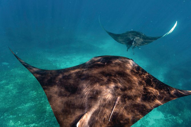 7-Day Exmouth Explorer via Pinnacles Monkey Mia Ningaloo Reef returning to Perth - Key points to know before booking