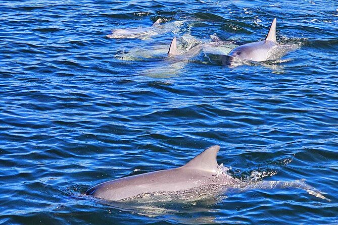 90 Minute Port River Dolphin & Ships Graveyard Cruise - Why the Port River makes an unusual cruise setting