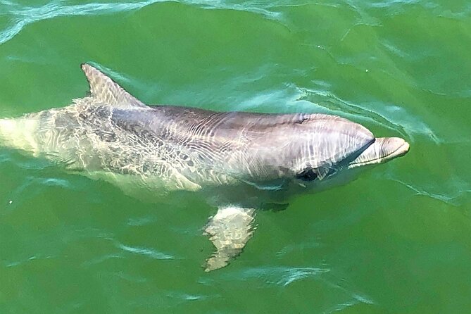 90 Minute Port River Dolphin & Ships Graveyard Cruise - Is the $63.12 price good value?