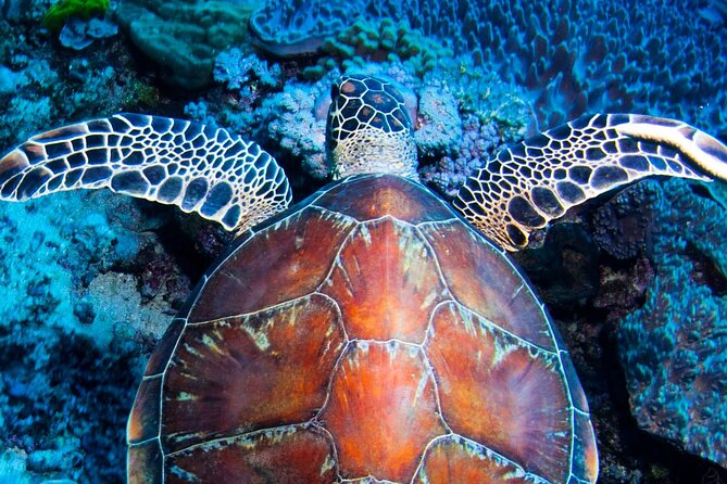 ABC Reef Safaris - Key Points Before You Book