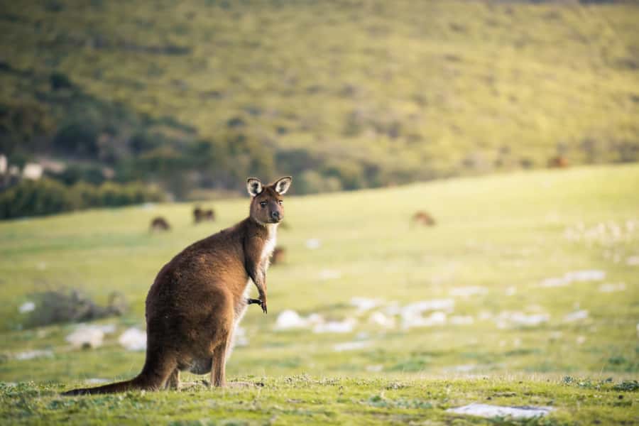 Adelaide: 3-Day Kangaroo Island Adventure Tour with Camping - Should you book the Kangaroo Island camping tour?