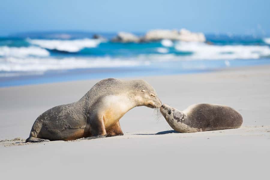 Adelaide: 3-Day Kangaroo Island Adventure Tour with Camping - Why three days is the right length for Kangaroo Island