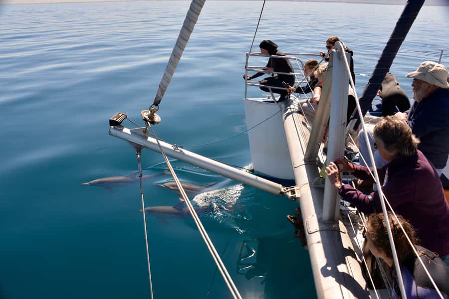 Adelaide: 4-Hour Guaranteed Wild Dolphin Watching Cruise - Key points to know before boarding