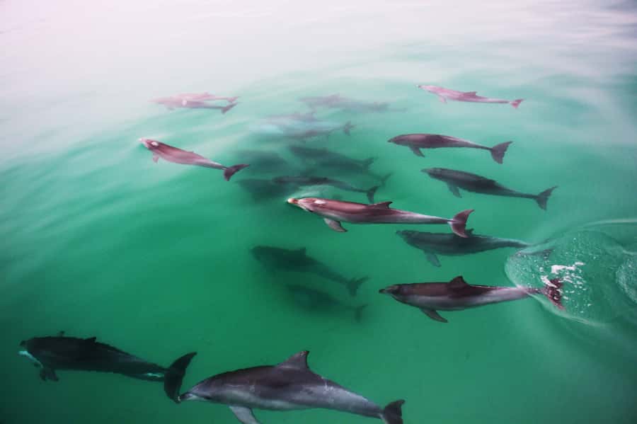 Adelaide: 4-Hour Guaranteed Wild Dolphin Watching Cruise - Setting out from Glenelg’s Marina Pier