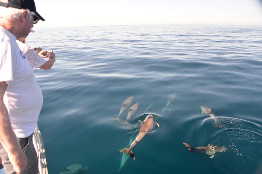 Adelaide: 4-Hour Guaranteed Wild Dolphin Watching Cruise - What the close encounters look like