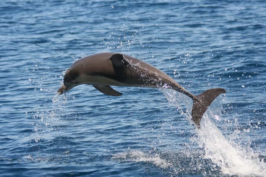Adelaide: 4-Hour Guaranteed Wild Dolphin Watching Cruise - Following the gulf coastline for three and a half hours