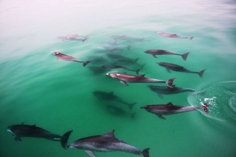 Adelaide: 4-Hour Guaranteed Wild Dolphin Watching Cruise - The crew and the educational side