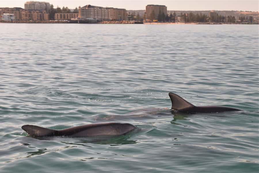 Adelaide: 4-Hour Guaranteed Wild Dolphin Watching Cruise - Watch from the deck or choose the swim option