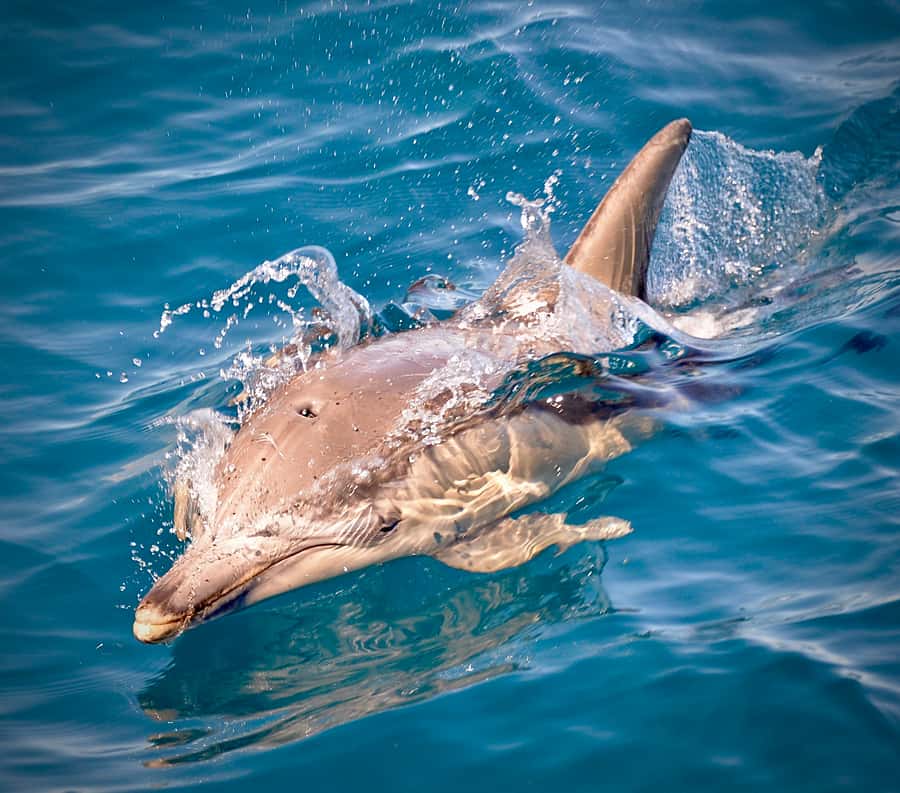 Adelaide: 4-Hour Guaranteed Wild Dolphin Watching Cruise - Comfort, weather, and what to pack