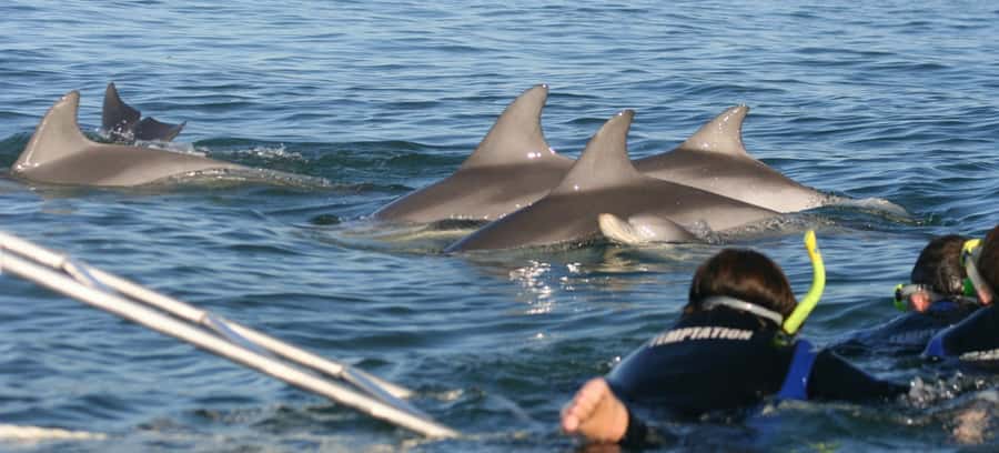 Adelaide: 4-Hour Swimming with Dolphins Experience - Glenelg departure and the first look at the coast