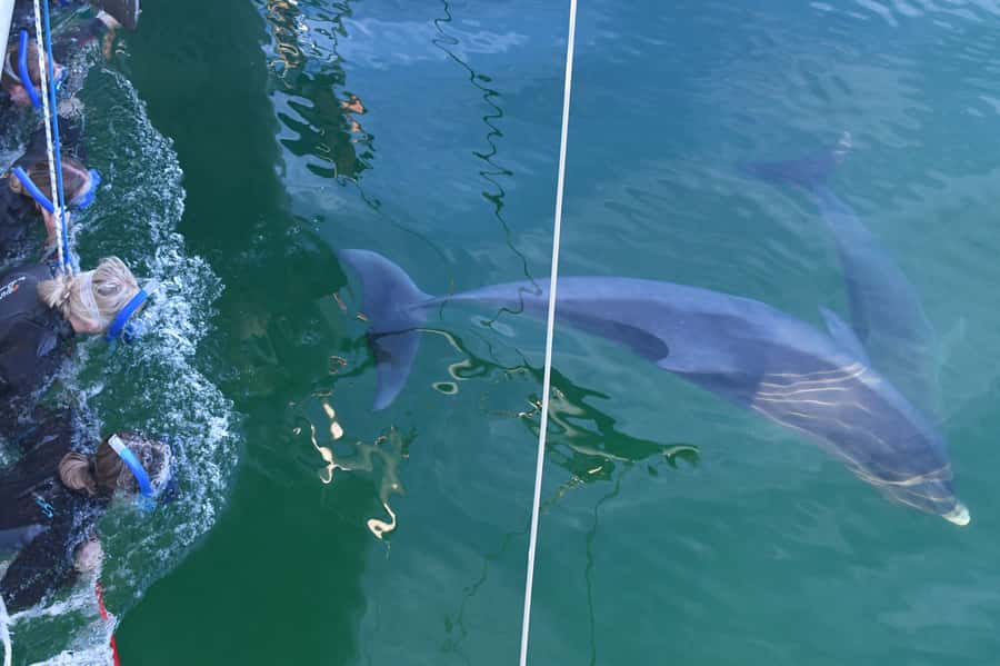 Adelaide: 4-Hour Swimming with Dolphins Experience - What the dolphin encounter feels like